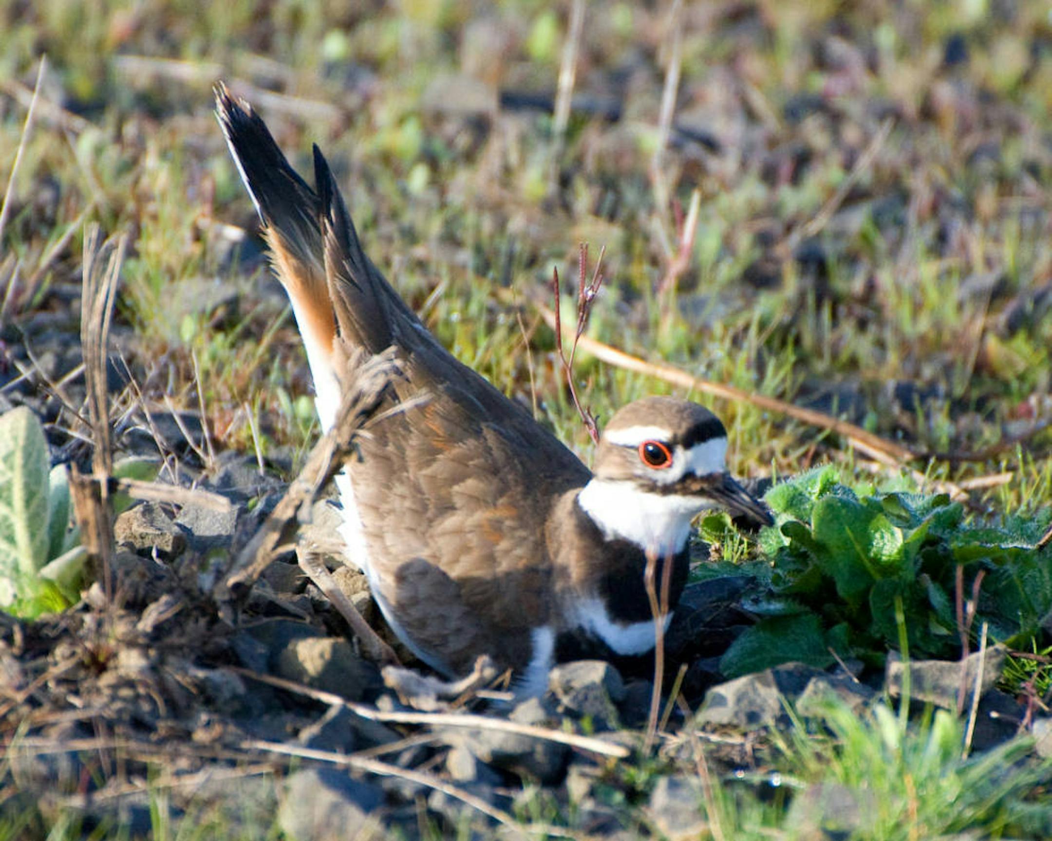 Killdeer