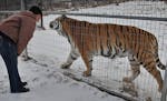 Tammy Thies, executive director of the Wildcat Sanctuary, greeted one of the tigers outside its enclosure, Wednesday, January 23, 2013 in Sandstone, M