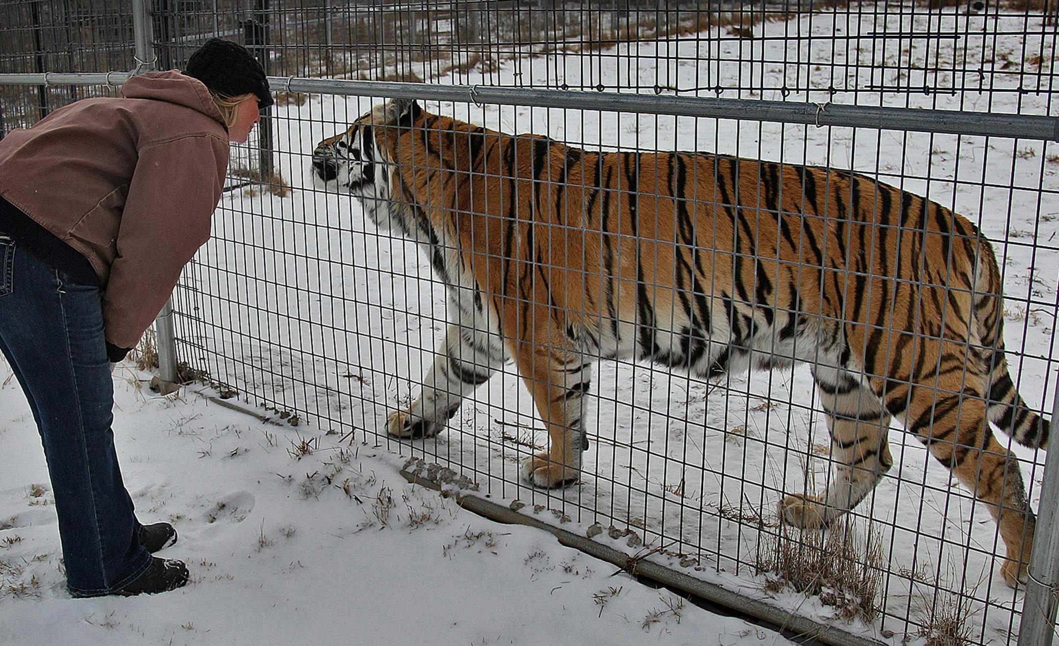 Tammy Thies, executive director of the Wildcat Sanctuary, greeted one of the tigers outside its enclosure, Wednesday, January 23, 2013 in Sandstone, MN. (ELIZABETH FLORES/STAR TRIBUNE) ELIZABETH FLORES ‚Äö√Ñ¬¢ eflores@startribune.com ORG XMIT: MIN1301241333210234 ORG XMIT: MIN1304221705250008