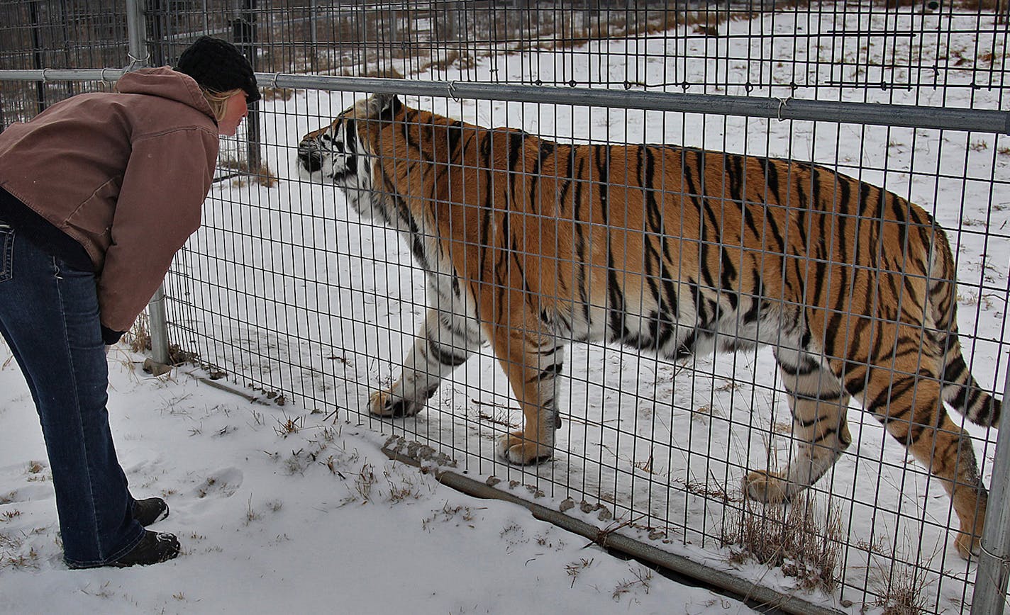 Tammy Thies, executive director of the Wildcat Sanctuary, greeted one of the tigers outside its enclosure, Wednesday, January 23, 2013 in Sandstone, MN. (ELIZABETH FLORES/STAR TRIBUNE) ELIZABETH FLORES &#x201a;&#xc4;&#xf6;&#x221a;&#xd1;&#xac;&#xa2; eflores@startribune.com ORG XMIT: MIN1301241333210234 ORG XMIT: MIN1304221705250008