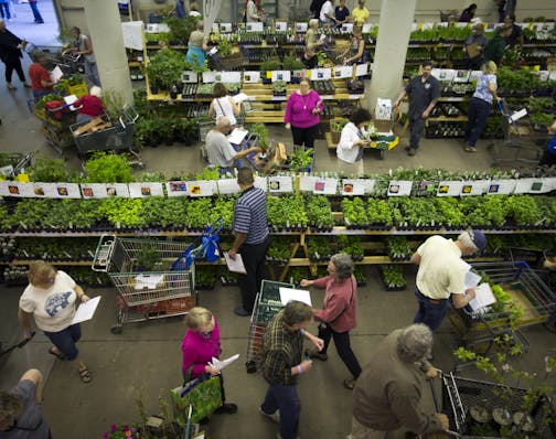 People looking at rows of plants.