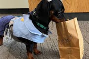 The Minnetonka Police Department is proud to announce its newest K9 recruit, Winston. The wee weenie stands ready to "take a bite out of crime...or ma