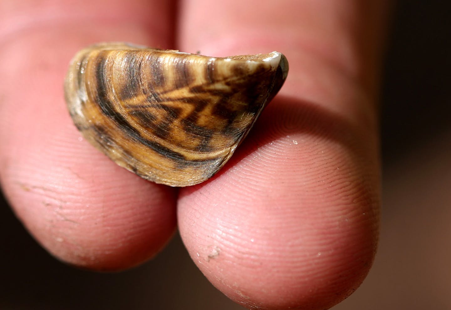 A Minnesota Department of Natural Resources representative holds a zebra mussel at the North Arm Public Boat Access in Orono July 11, 2012. A new pilot program at the county-operated launch--one of the five busiest boat launches on Lake Minnetonka--is using new signs and dedicated boat check space to see if more boaters will properly check their watercraft. (Courtney Perry/Special to the Star Tribune) ORG XMIT: MIN2013090617232967 ORG XMIT: MIN1309061748171811