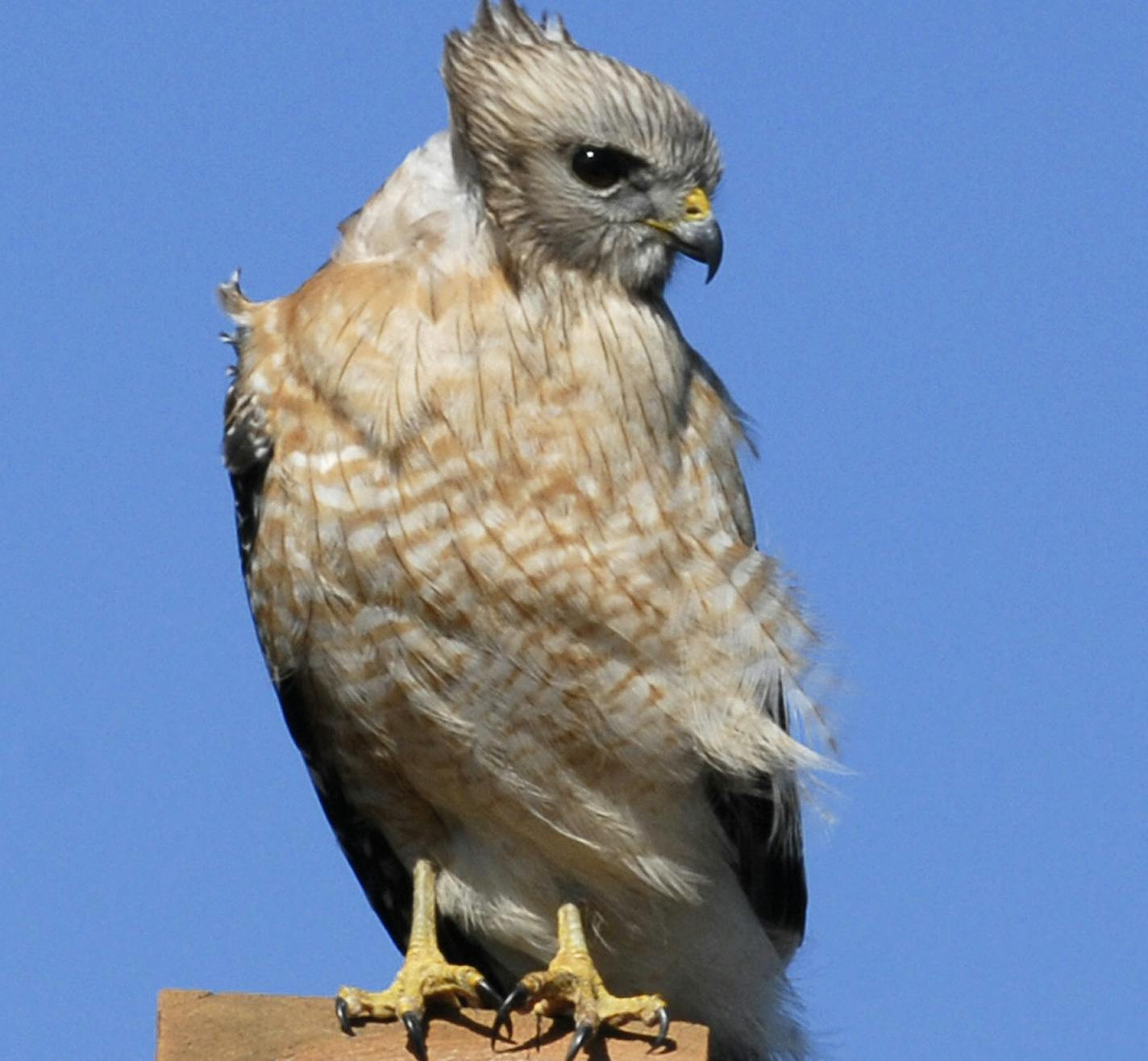 Red-shouldered hawk credit: Jim Wiliams, special to the Star Tribune