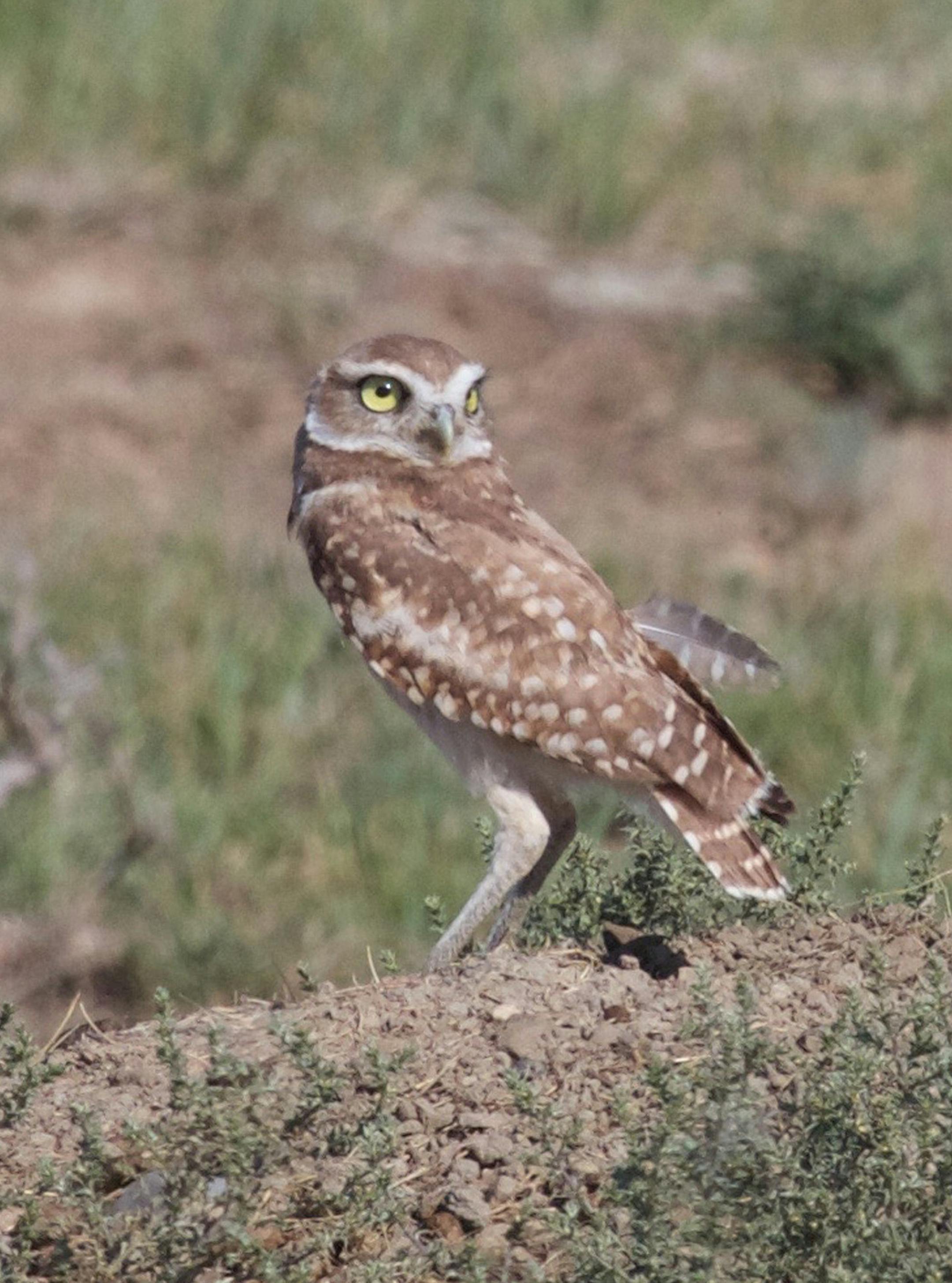A burrowing owl hunts for prairie dogs in the heart of the American Prairie Reserve. Unlike other owls that typically fly while hunting, the burrowing owlís long legs allow it to spring along the ground after prey. (Andrew Evans/Chicago Tribune/TNS)