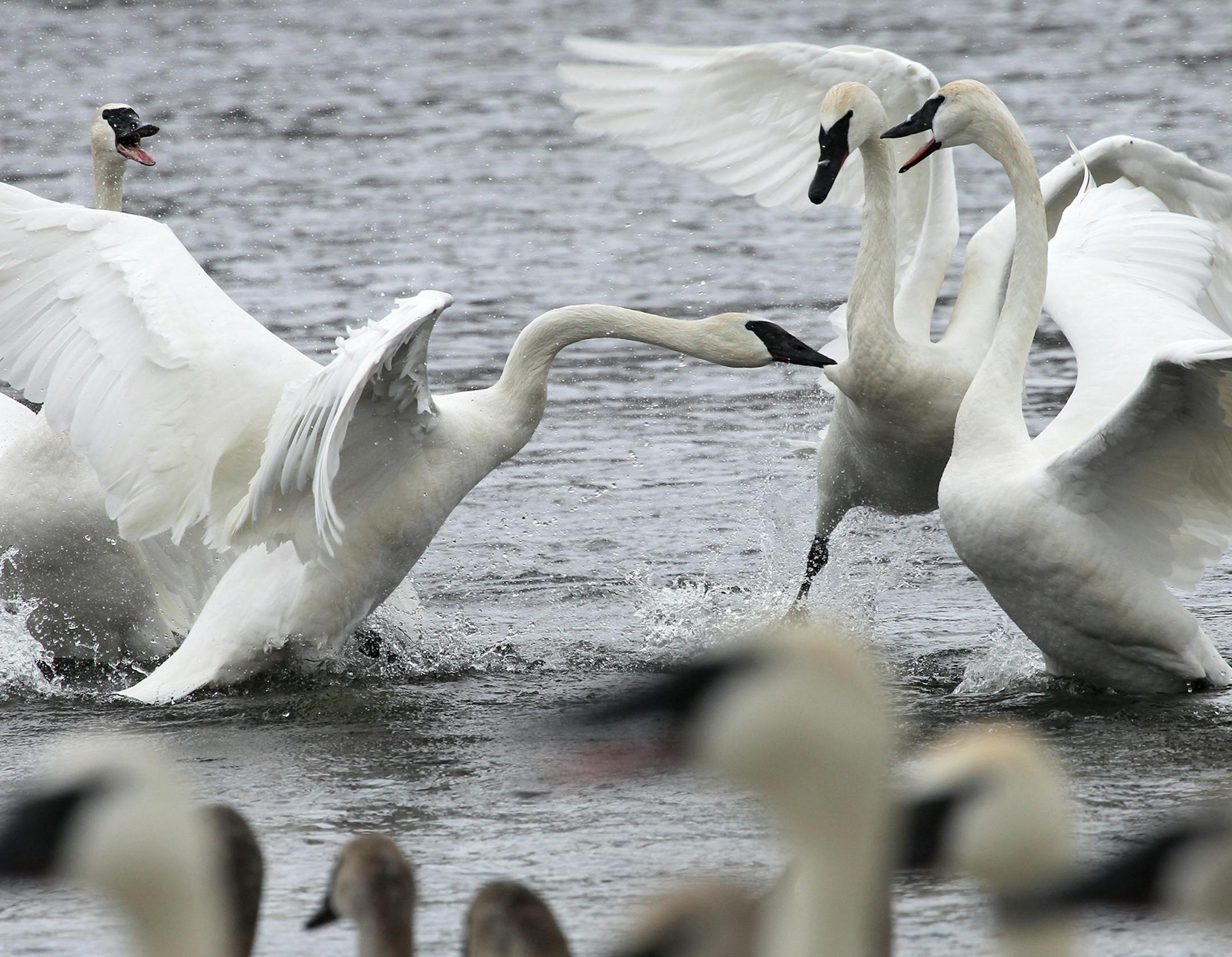 Carrol Henderson, who has been head of the DNR's non-game wildlife program for 35 years has many projects, one of the projects is highlighted at Swan Park on the river in Monticello. The Trumpeter Swan program, one of the first in the nation, depends on voluntary donations, started with just a few eggs collected in Alaska in the early 80's and now has a thriving population. [ TOM WALLACE • twallace@startribune.com _ Assignments #20027996A_ March 10, 2013_ SLUG: 488519 DOUG031313_ EXTRA IN