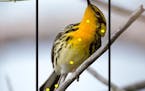 Users helped train Merlin to recognize 400 bird species including Blackburnian warbler, shown here, by clicking on parts of the birds. Illustrates BIR