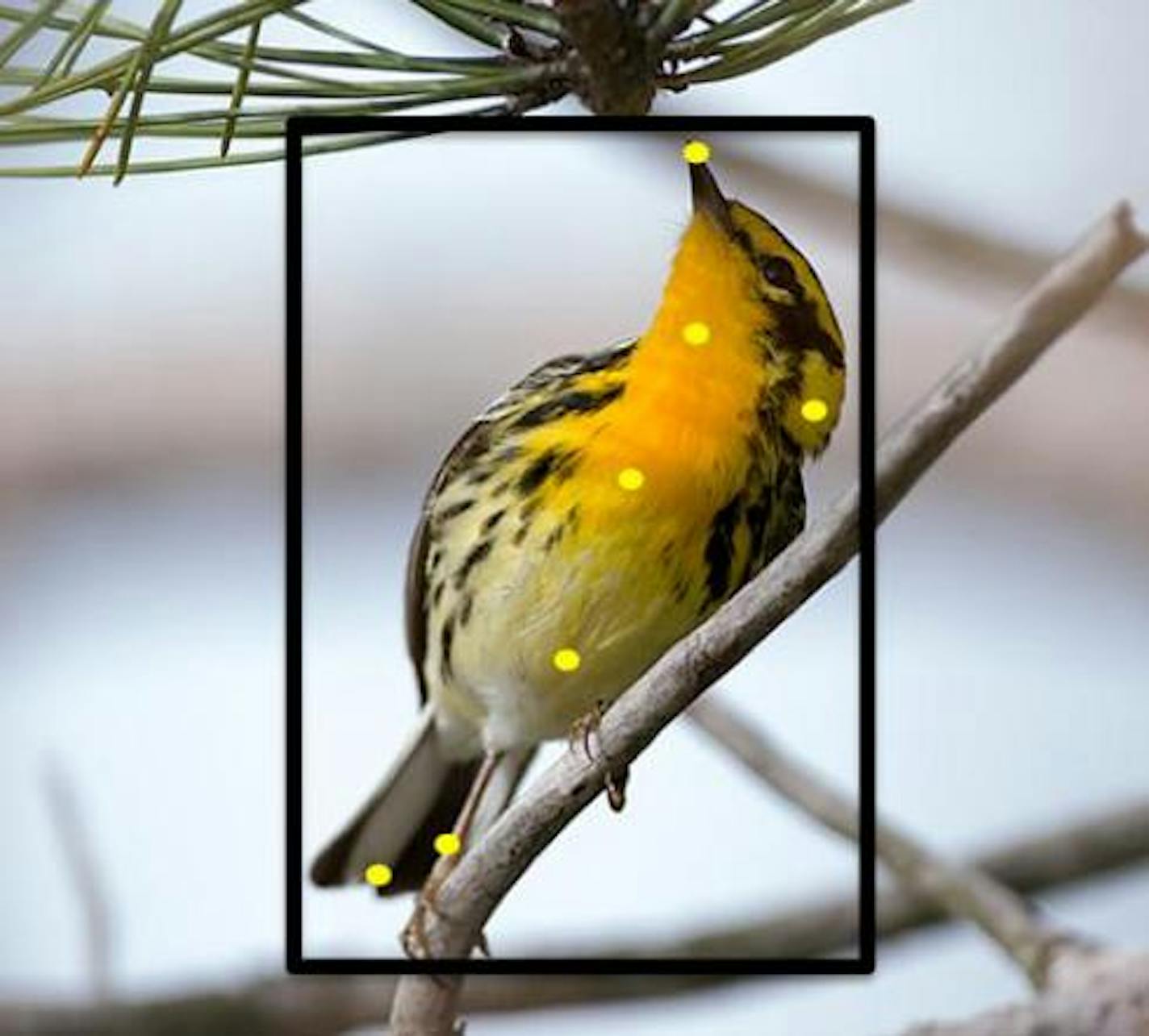 Users helped train Merlin to recognize 400 bird species including Blackburnian warbler, shown here, by clicking on parts of the birds. Illustrates BIRDS (category a), by Elahe Izadi (c) 2015, The Washington Post. Moved Monday, June 8, 2015. (MUST CREDIT: Cornell University.)