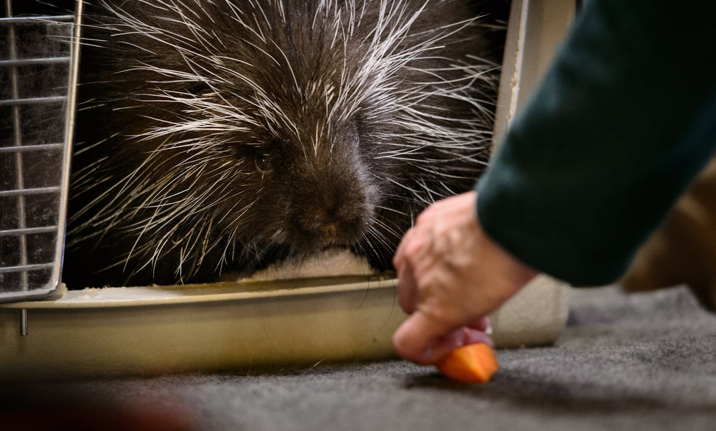 A zoo worker tried to coax a porcupine from its crate in the Capitol Rotunda during Minnesota Zoo Day. ] GLEN STUBBE * gstubbe@startribune.com Thursday, April 3, 2014.