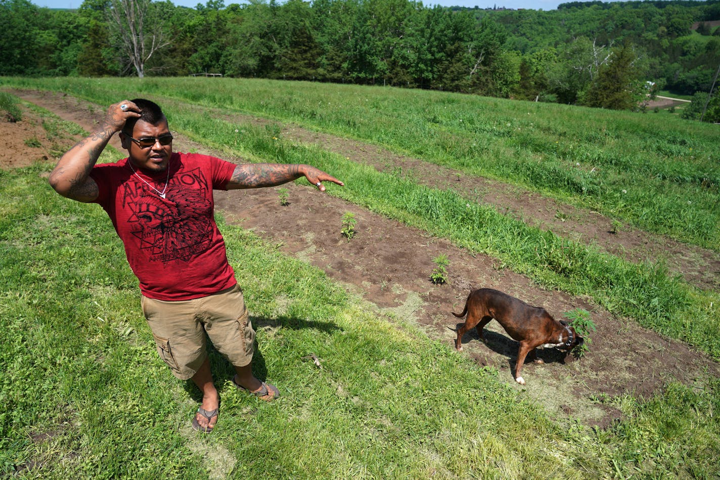 Luis Hummel at his hemp farm.
brian.peterson@startribune.com
Lanesboro, MN Wednesday, June 5, 2019