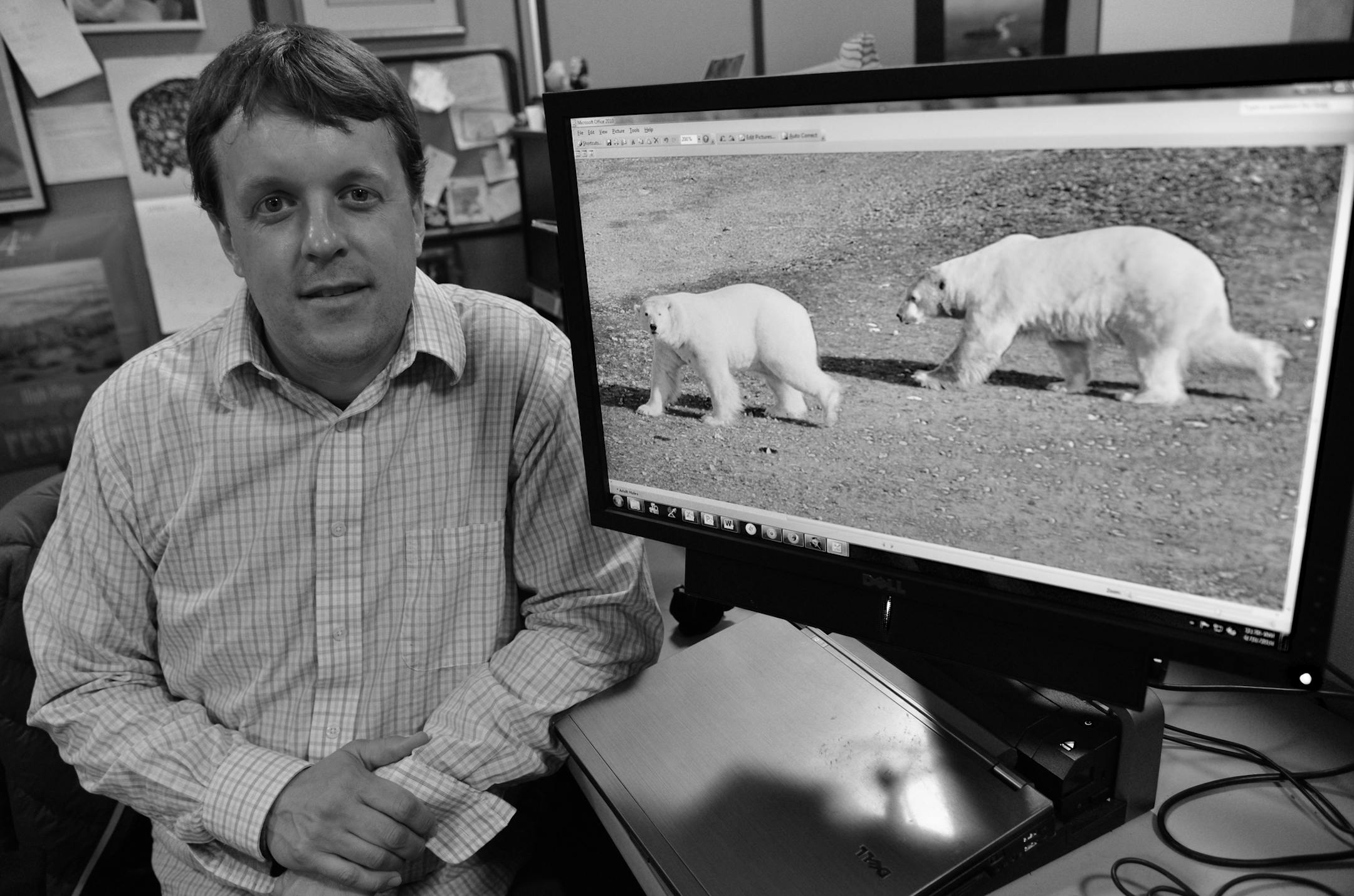 Seth Stapleton sat at his desk in Skok Hall on the University of Minnesota's St. Paul campus with an image of polar bears he shot from a helicopter from the area his is researching.] Seth Stapleton tracks polar bears for a living, but from the safe distance of 370 miles out in space. A wildlife biologist at the University of Minnesota, he and some friends hit upon the idea of tracking the huge white bears on the dark soil of a Canadian island via high-precision satellite photos, saving the hundr