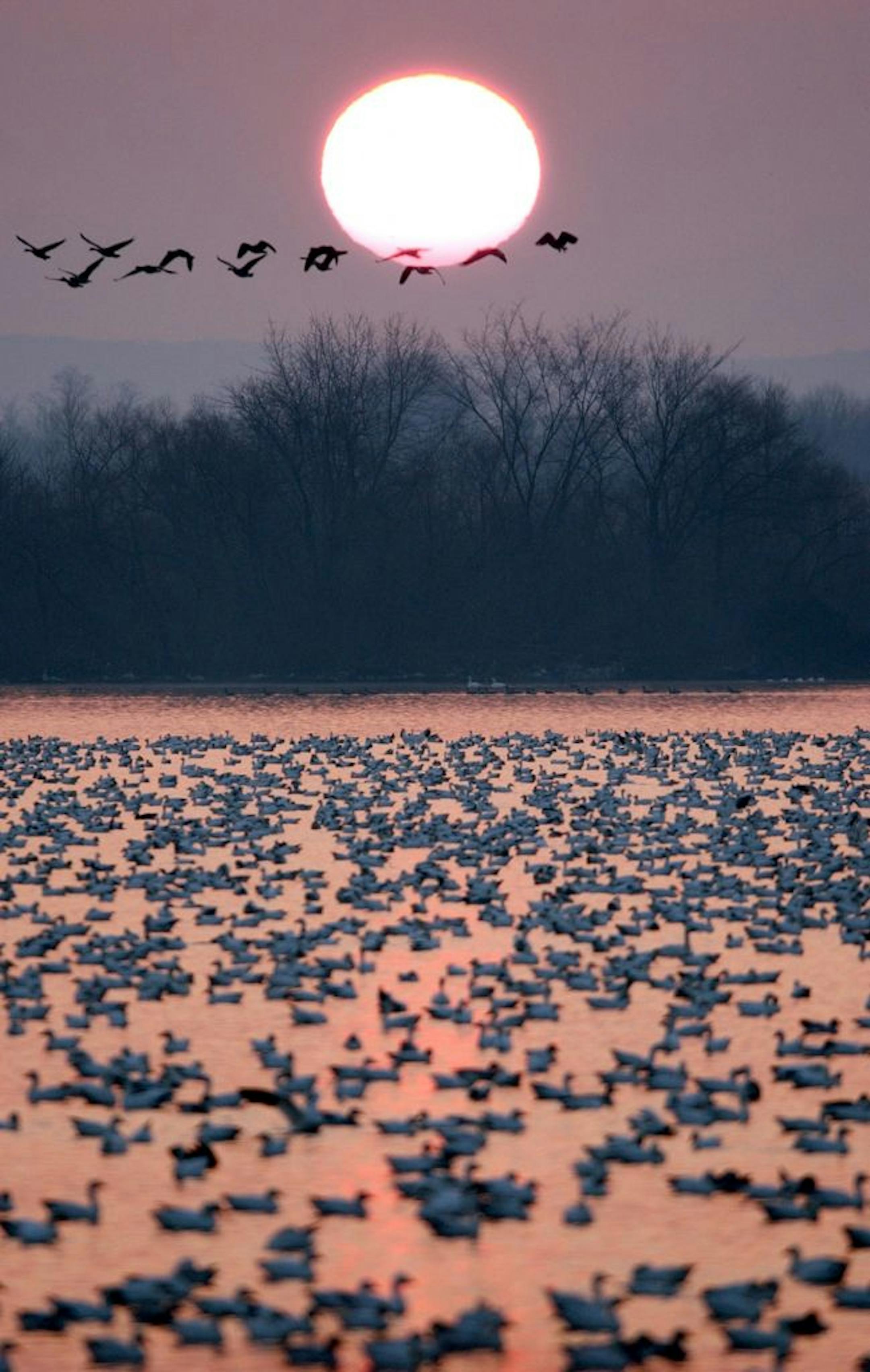 Snow geese gather on their migration.
