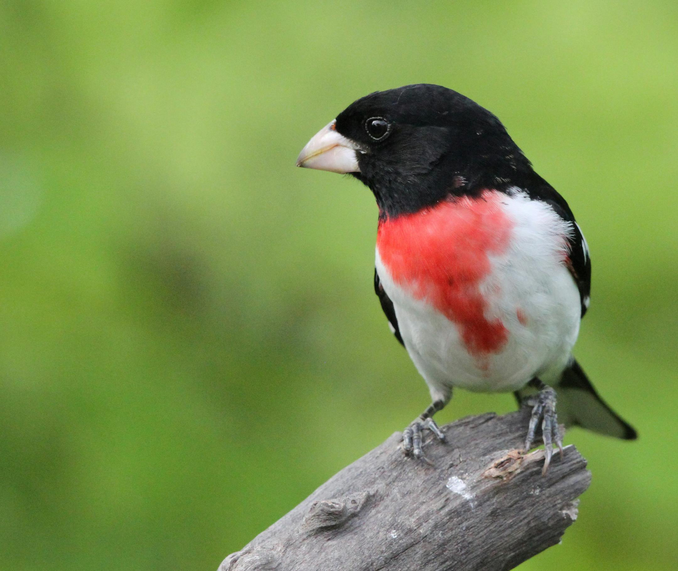 male grosbeak, by Don Severson, Special to the Star Tribune The well-named rose-breasted grosbeak uses its huge beak to break food into manageable pieces, but the real digestive work takes place in its gizzard.