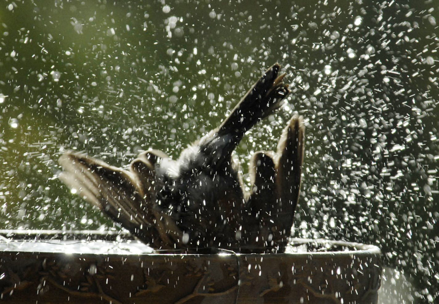 Robin bathing credit: Jim Williams, special to the Star Tribune