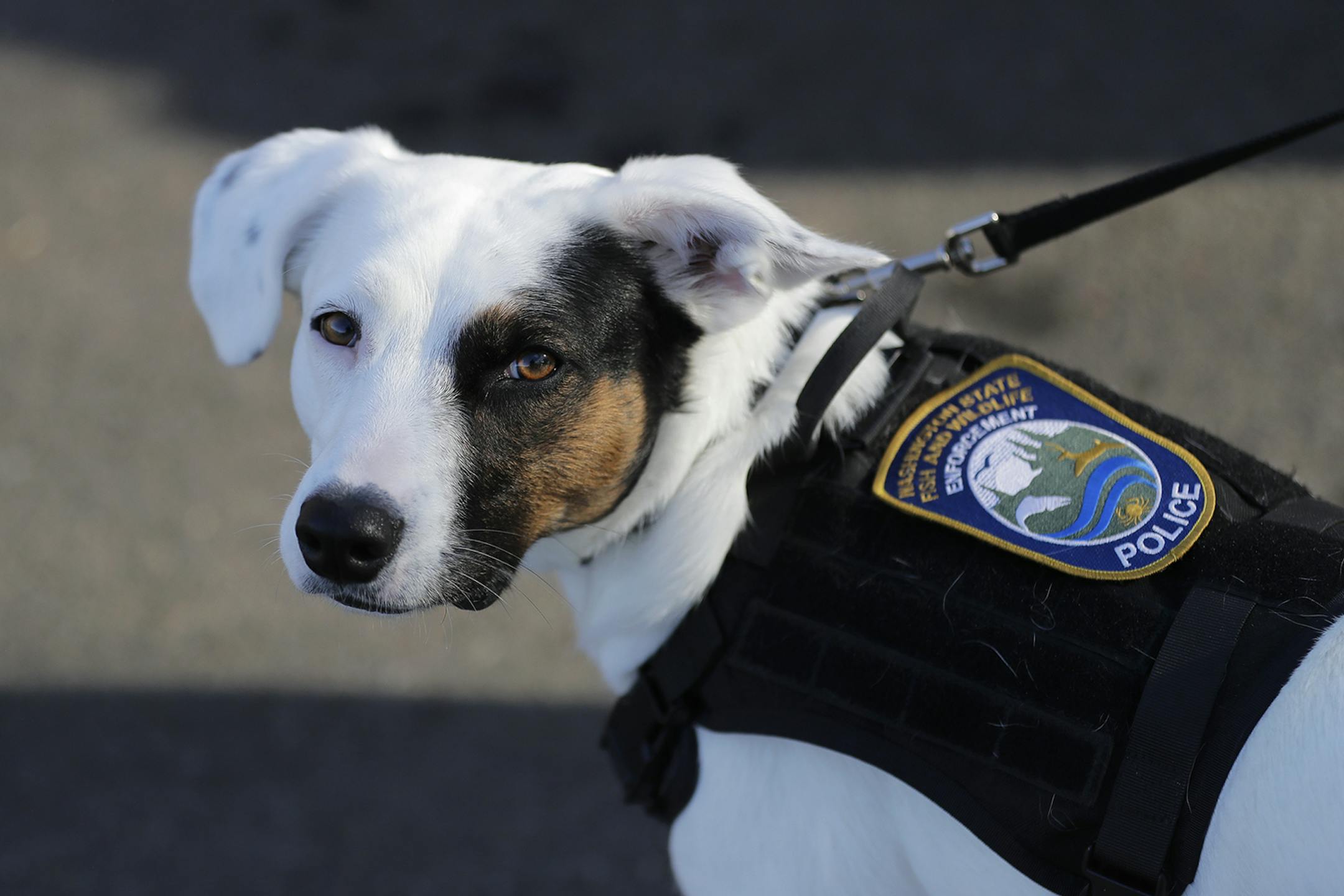Puddles, a dog used by the Washington Dept. of Fish and Wildlife to sniff out invasive quagga and zebra mussels during boat inspections, waits for instructions during a demonstration of her skills for reporters, Tuesday, Feb. 25, 2020, at a boat launch in Olympia, Wash. Environmental and other agencies seek to stop the spread of invasive mussels because they can clog piping and mechanical systems of industrial plants, utilities, locks and dams. (AP Photo/Ted S. Warren) ORG XMIT: WATW111