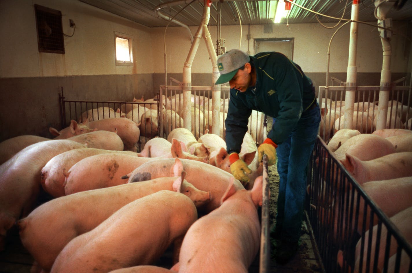 Pig feedlot (but this one is much smaller than the proposed project in Fillmore County)