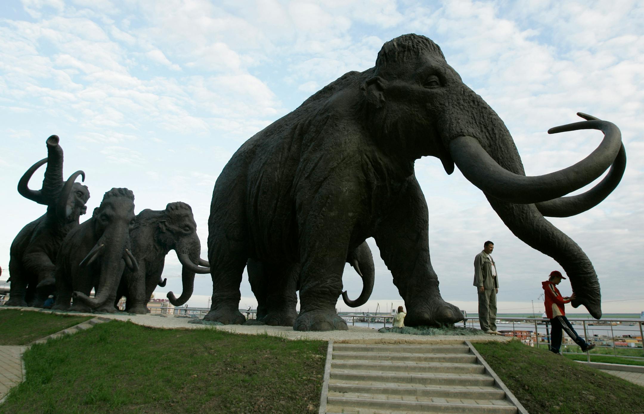 In this June 28, 2008 file photo a sculpture of mammoths is seen in the Siberian town of Khanty-Mansiisk, 1,250 miles east of Moscow, Russia. A Russian university said Tuesday that an international team of scientists have discovered well-preserved frozen woolly mammoth fragments deep in Siberia that may contain living cells, edging a step closer to the possibility of cloning the prehistoric animal.