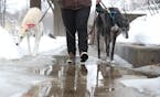 As part of her job with Urban Animal Kingdom, Stephanie Blooflat walked Toby (right) and Tegan the lurcher dogs along a partially iced over sidewalk i