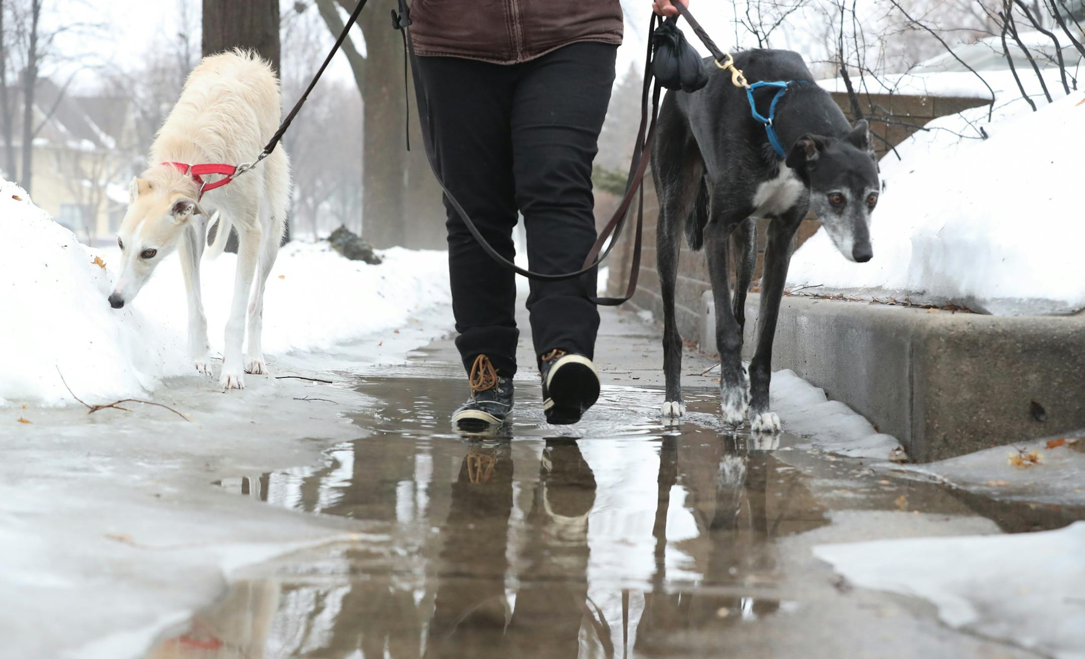As part of her job with Urban Animal Kingdom, Stephanie Blooflat walked Toby (right) and Tegan the lurcher dogs along a partially iced over sidewalk in St. Paul on Thursday, March 14, 2019. ] Shari L. Gross • shari.gross@startribune.com Heavy rains and rapid run off from snow melt led to lots of ponding and potholes on metro area roads Thursday morning. Meanwhile, standing water is forcing MnDOT to close roads across southeastern Minnesota and while a snowstorm is bringing northwestern Mi