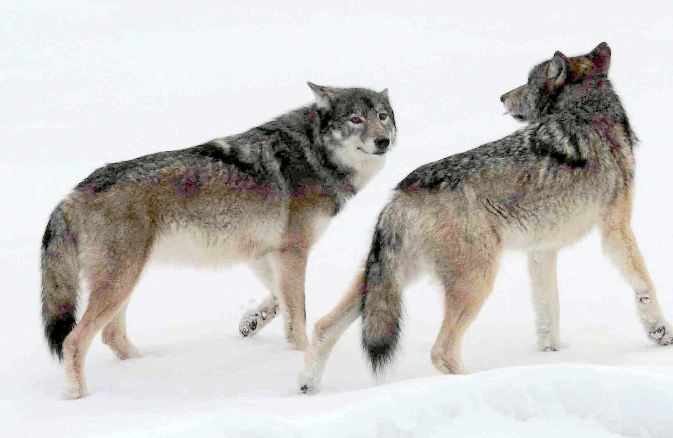 This 2012 file photo shows a wolf pair at the west end of Isle Royale.