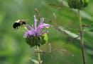 A bumblebee pollinates a Wild Bergamot flower. Crow Hassan Regional Park is home to a remarkably diverse and thriving prairie that's been built and ma