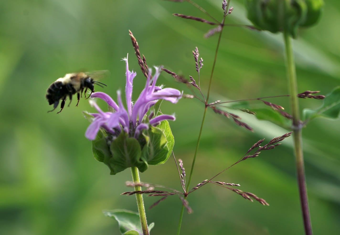 A bumblebee pollinates a Wild Bergamot flower. Crow Hassan Regional Park is home to a remarkably diverse and thriving prairie that's been built and managed over 50 years by the Three Rivers Parks District. "This isn't a native prairie. We created this. This was a man-made prairie," said district biologist John Moriarty of the 1,200-acre complex. brian.peterson@startribune.com Minneapolis, MN Monday, July 13, 2020