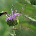A bumblebee pollinates a Wild Bergamot flower. Crow Hassan Regional Park is home to a remarkably diverse and thriving prairie that's been built and ma