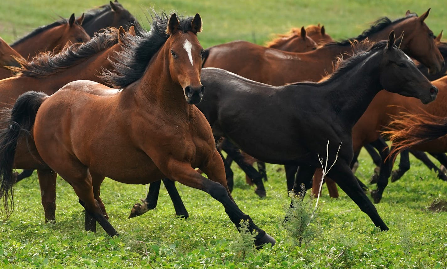 Dr. Bowman used an off road utility vehicle to herd a group of adoptable horses from a pasture into the corrals as a pair of prospective adopters waited. ] ANTHONY SOUFFLE • anthony.souffle@startribune.com Dr. Richard Bowman, a state veterinarian for the Minnesota Horse Racing Commission at Canterbury Park, maintains his family's ranch in North Dakota where he founded Bowman Second Chance Thoroughbred Adoption in 1998. Dr. Bowman has upwards of 90 retired thoroughbred horses there that he and a