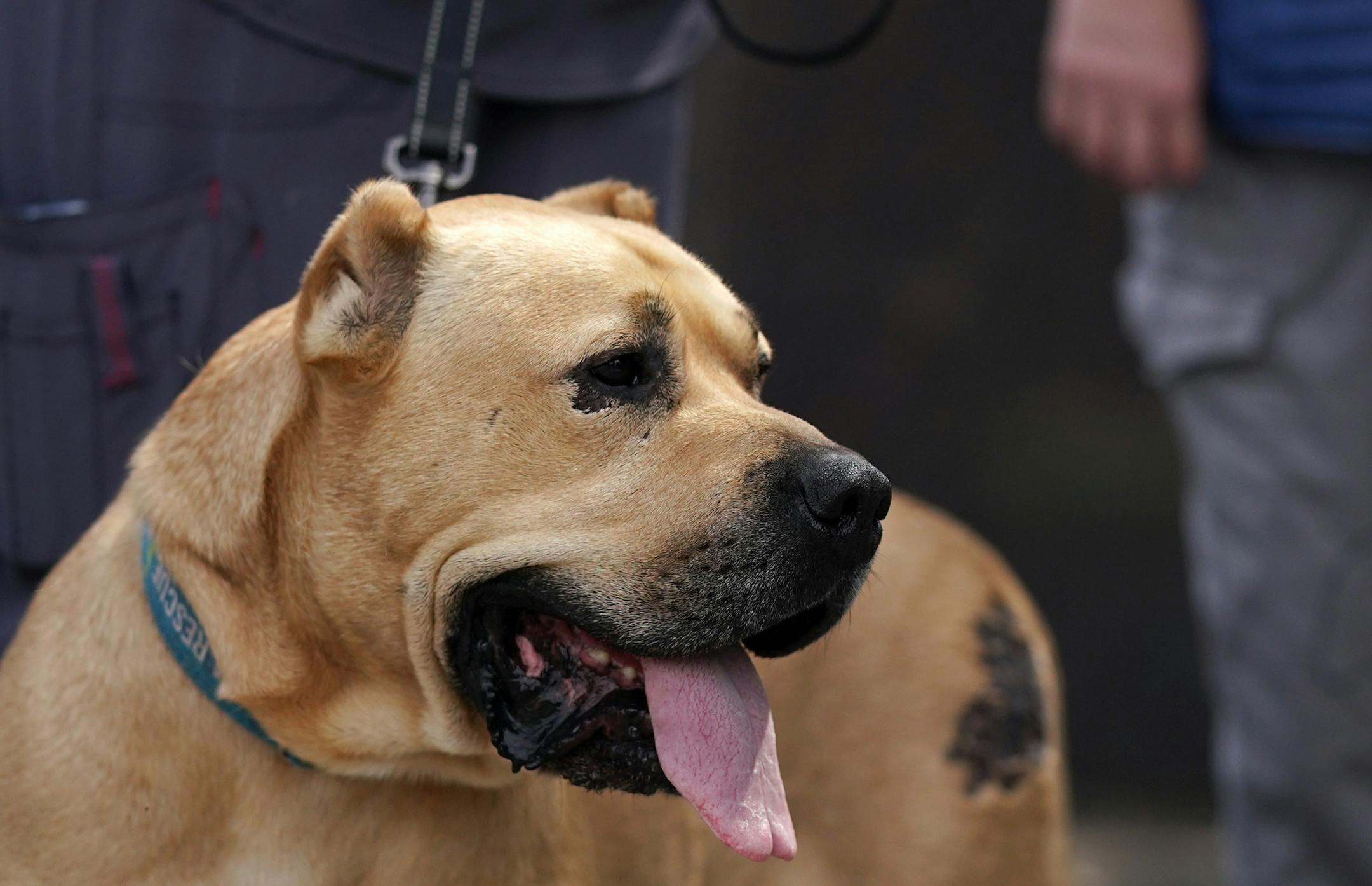 Mufasa, a mastiff mix found injured and emaciated in February outside an apartment building, got a reunion with Maplewood police officer Markese Benjamin who found him and took him to animal control, Wednesday. Holding Mufasa is Liz Gigler, the director of Rescue Pets Are Wonderful, who rehabilitated him. ] ANTHONY SOUFFLE • anthony.souffle@startribune.com Mufasa, a mastiff mix found injured and emaciated in February outside an apartment building, got a reunion with Maplewood police officer Mark
