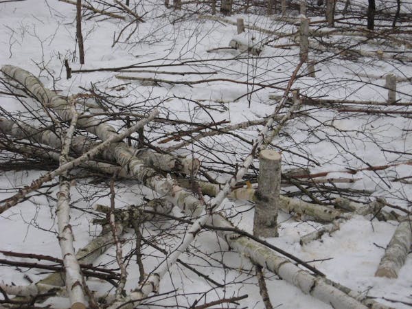 Thieves are illegally cutting birch trees in the wild in hopes of making a quick buck from logs and limbs that have become a hot commodity in home dec