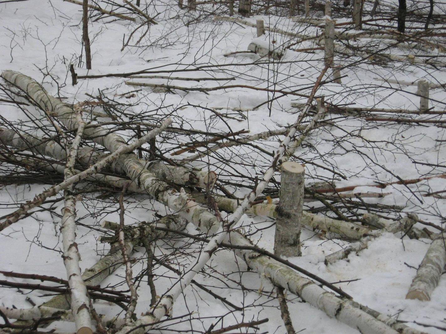 Thieves are illegally cutting birch trees in the wild in hopes of making a quick buck from logs and limbs that have become a hot commodity in home decorating.