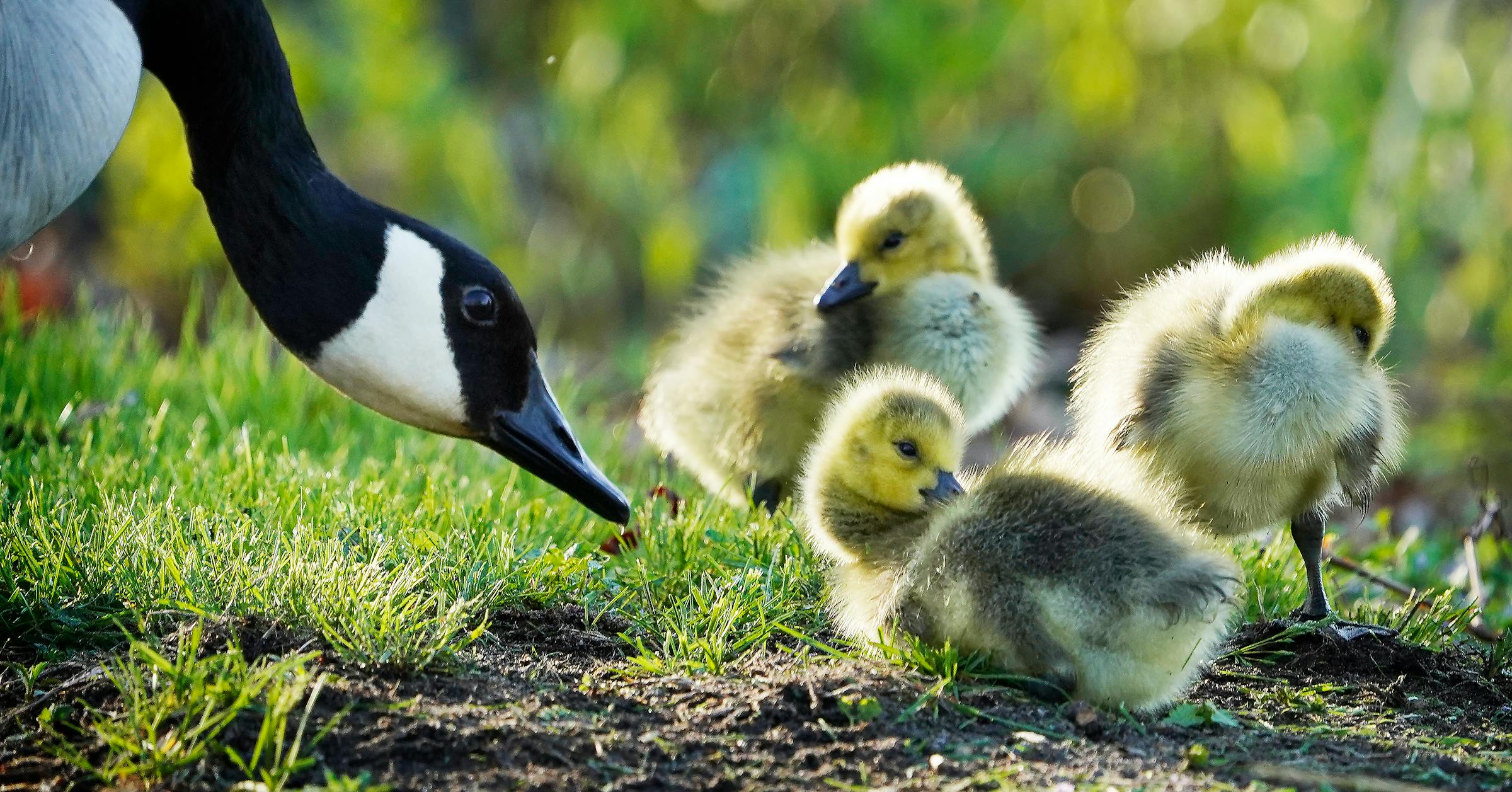 Canada geese often provide day care for other goose parents