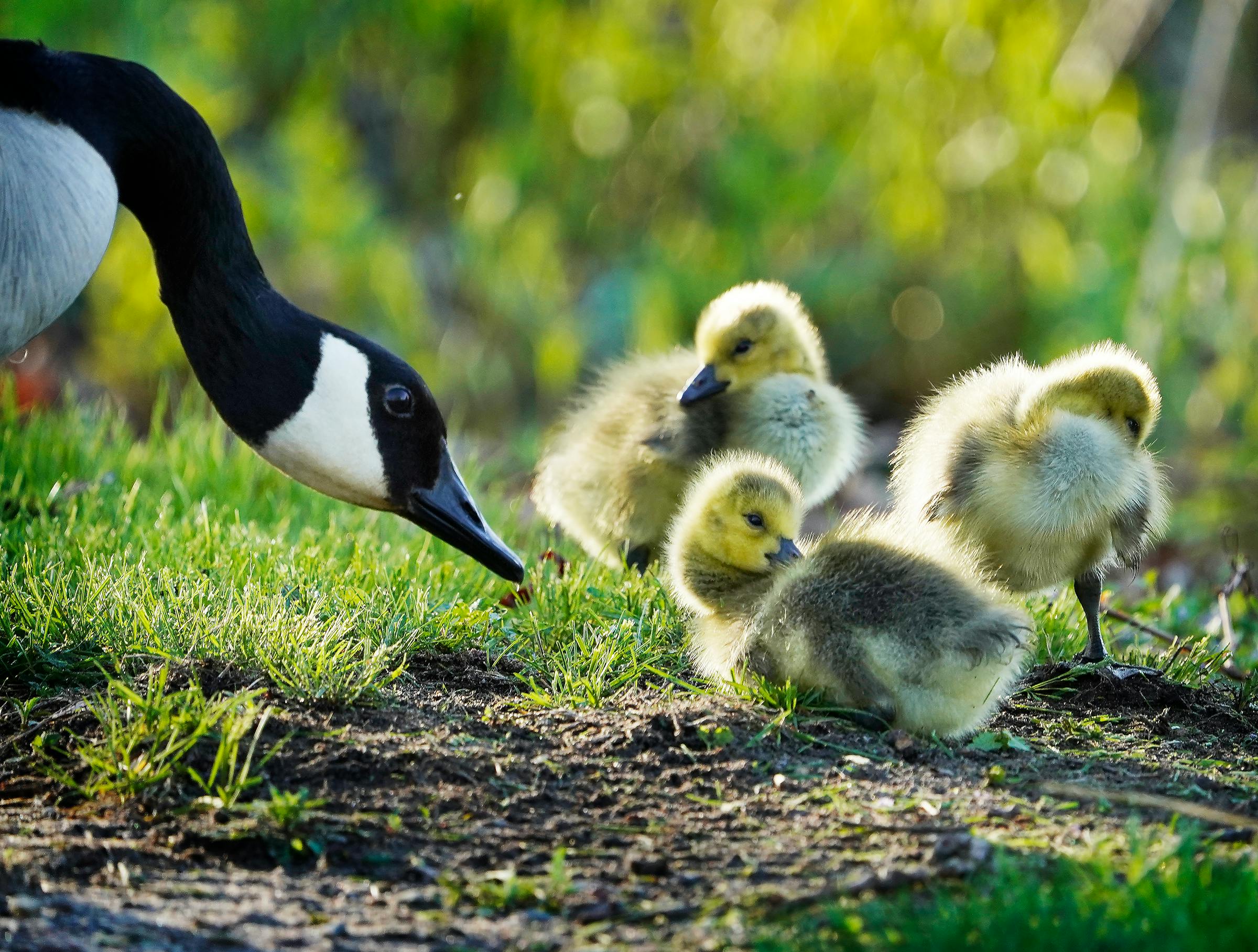 Canada geese often provide day care for other goose parents
