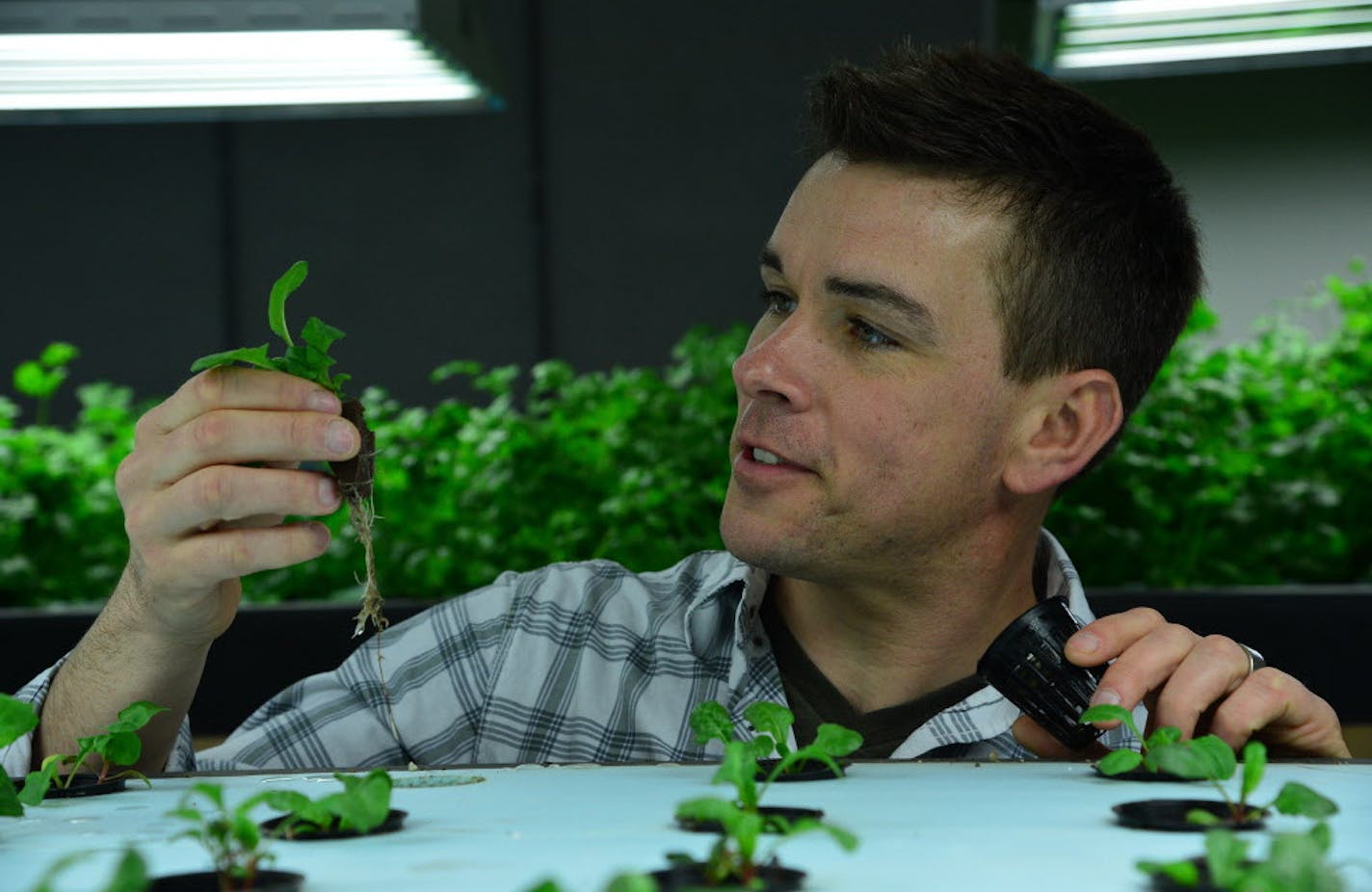 Swiss chard is one of the crops being grown in the green house.. Dave Haider looked over some of the seedlings ] The land of sky blue waters is becoming the land of bright green organic vegetables. The Hamm's brewery, built over artesian wells that led to the company's iconic motto, has been repurposed as an aquaponic facility called Urban Organics that is using the water to grow fish and vegetables. Richard.Sennott@startribune.com Richard Sennott/Star Tribune St Paul Minn.Wednesday 4/2/2014) **