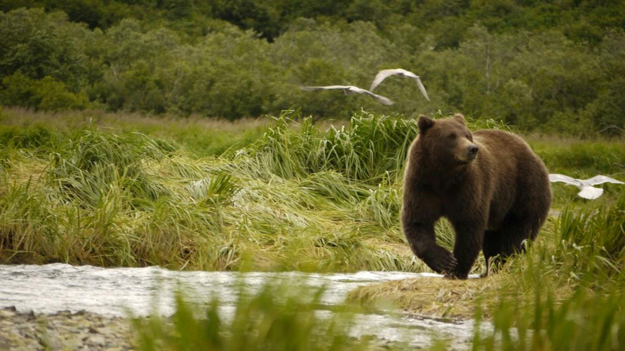 Brown bears grow large from plentiful salmon in streams along the coastline of Katmai National Park in Alaska.