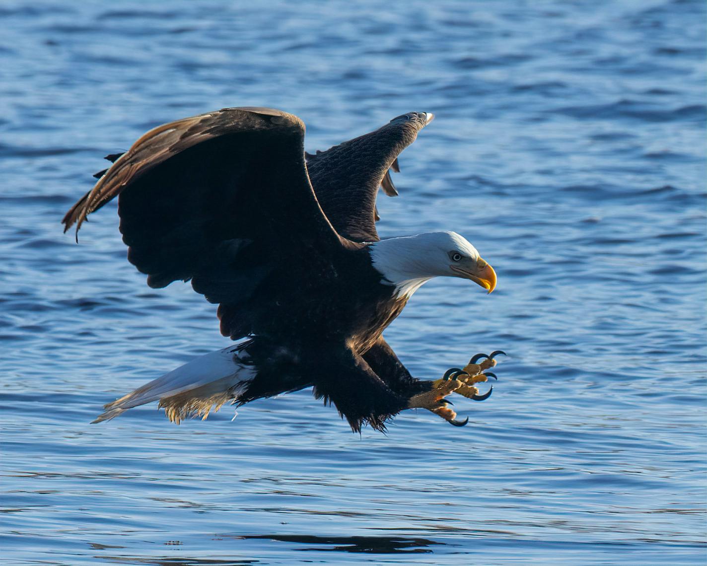 Photo by Cliff Price, ONE TIME USE ONLY with Val Column, 4.A distracted gull wouldn't want to look up to see this eagle.