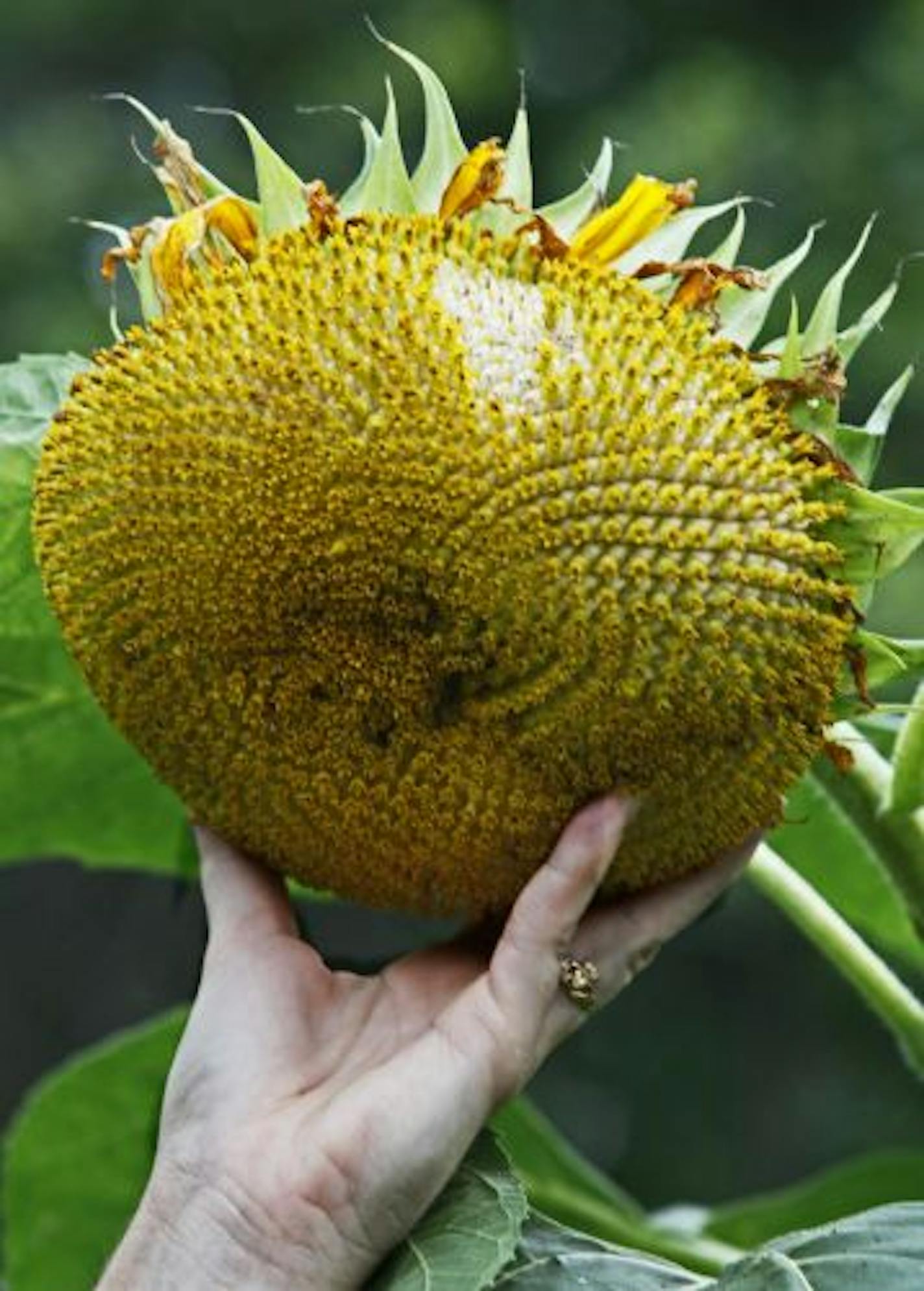 Catrina Mujwid-Cole held a sunflower plant growing in her garden.