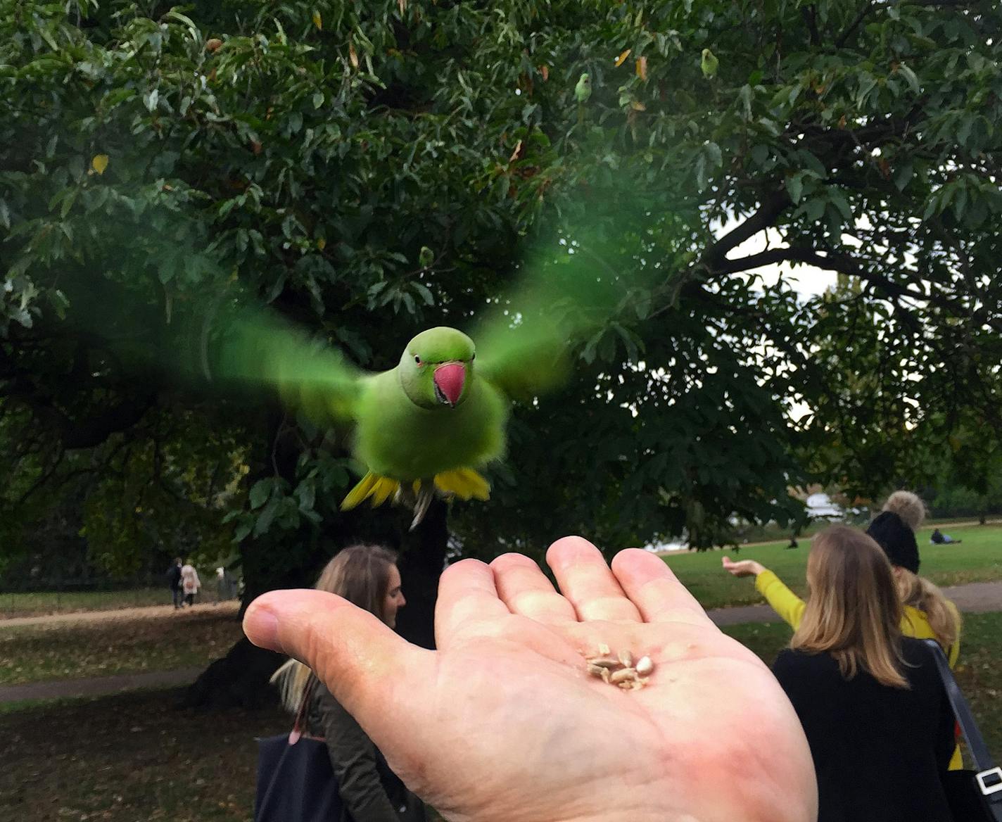 A green parakeet (Psittacula krameri) in Kensington Gardens, London, zeroes in on a handful of bird seed. Seven more of the wild, ring-necked parakeets can be spotted lurking in the tree behind it. They were all over the place looking for handouts. They&#xed;d land on your hand (or shoulder or head) expecting to be fed. Their claws were incredibly sharp and if you ran out of seeds they&#xed;d nip at your thumb. We just happened upon them but they were one of the highlights of our first trip to E