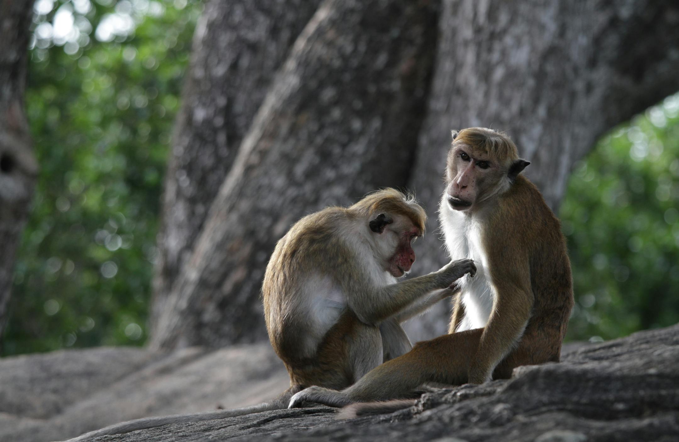 Female grooming male in early morning light on rock.
Victoria Buckley, Smithsonian Channel