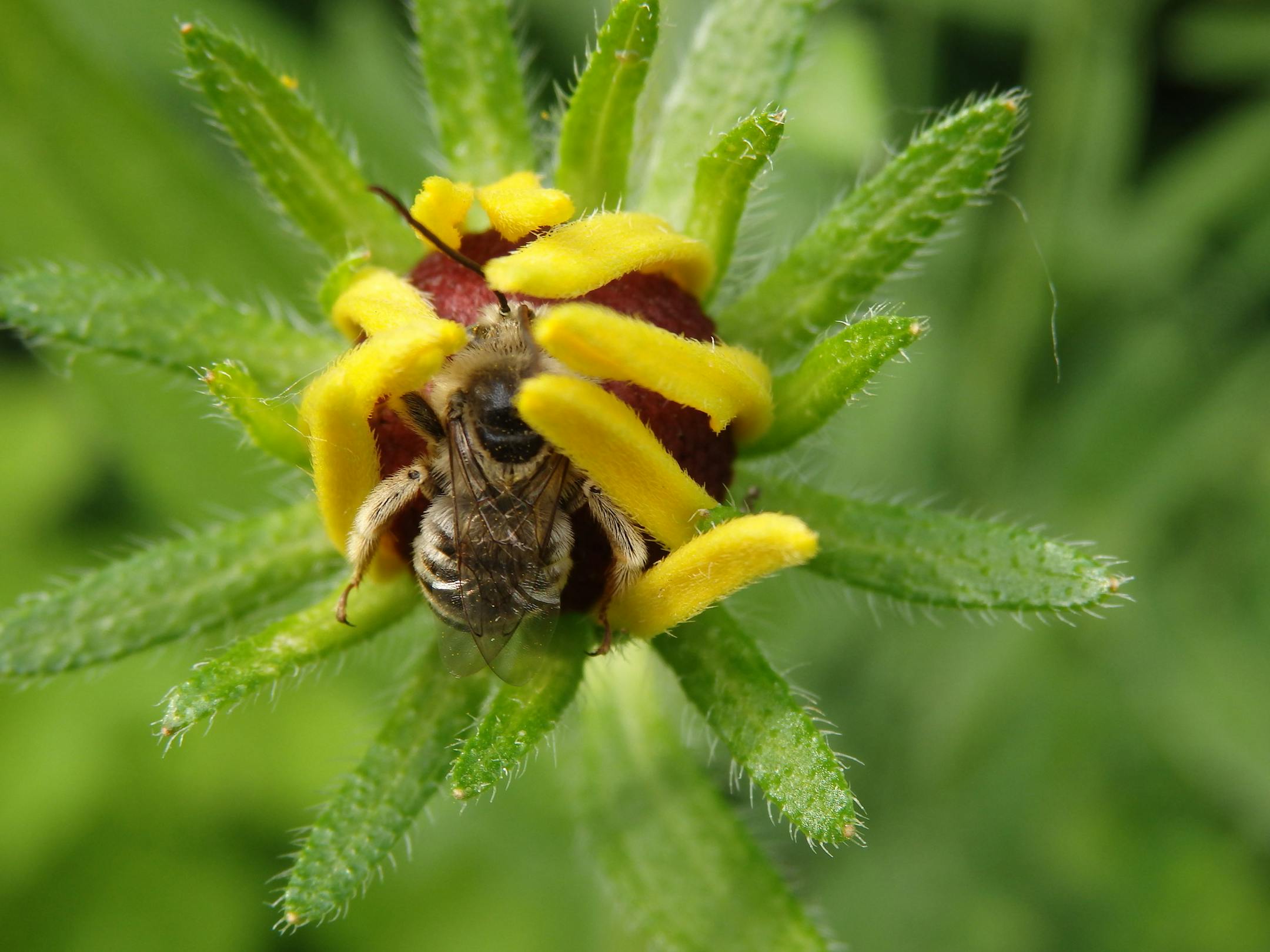 A bee curled up in a black-eyed Susan flower. Pictures are from Susan Damon's pollinator friendly bee garden in St. Paul, Minn., all photographed throughout the spring and summer of 2014. ] Photos by Susan Damon