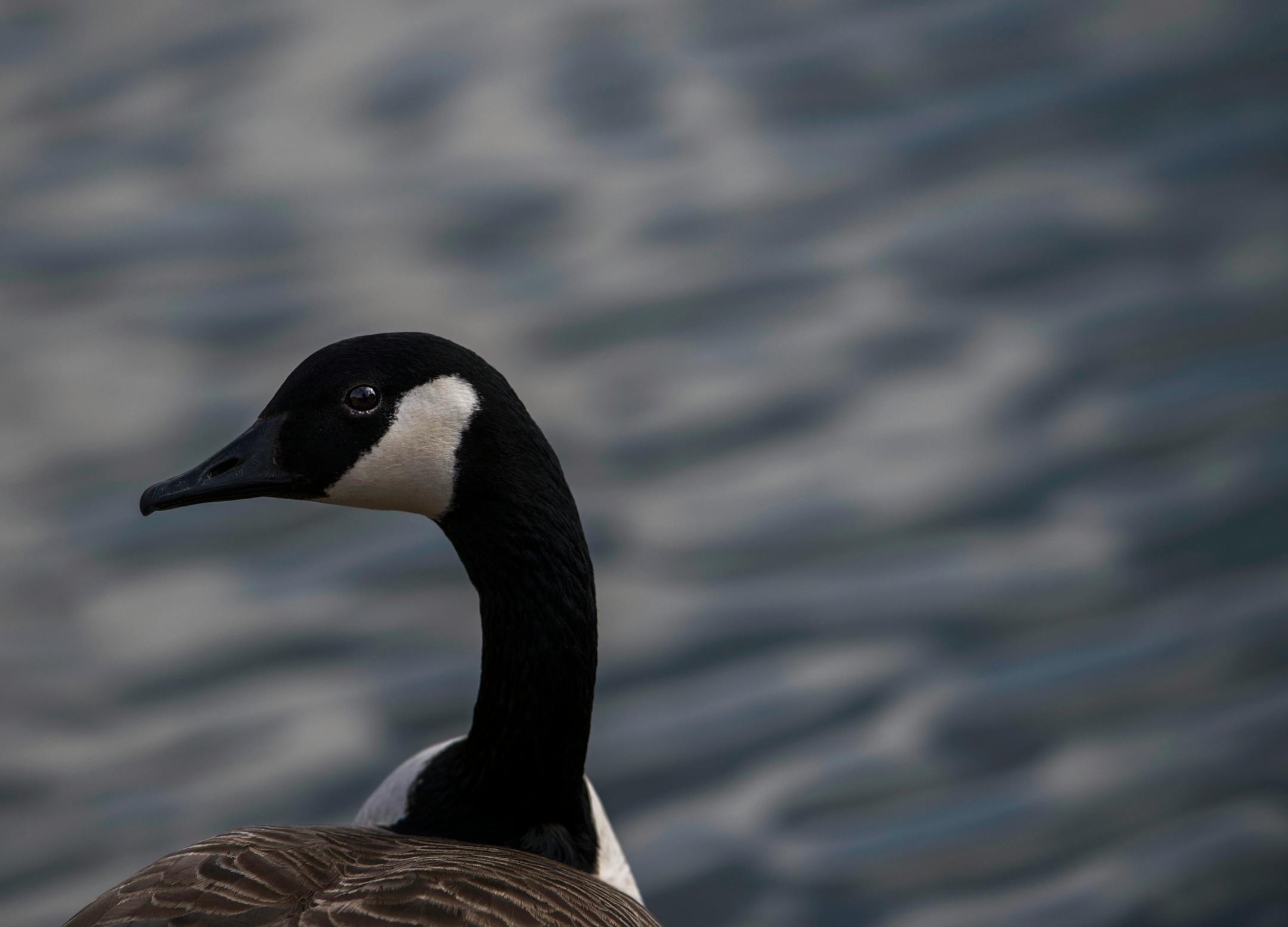 Canada goose