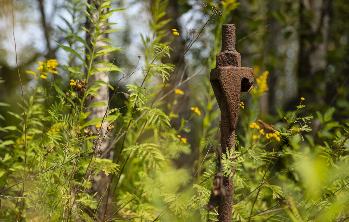 Rusted iron rods stick out of the grown among tall grass on the site of the old Duluth U.S. Steel Plant in West Duluth near Morgan Park. ] ALEX KORMANN • alex.kormann@startribune.com A $75 million effort to remove contaminated sediment from waters near a former U.S. steel mill in Duluth could start soon, the latest step in a decades long endeavor to clean up the St. Louis River estuary in the western part of the city.