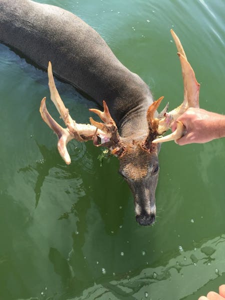 The DNR is investigating the death of a deer on Tulaby Lake. Lake association members say it died of exhaustion after a pontoon driver harassed it.