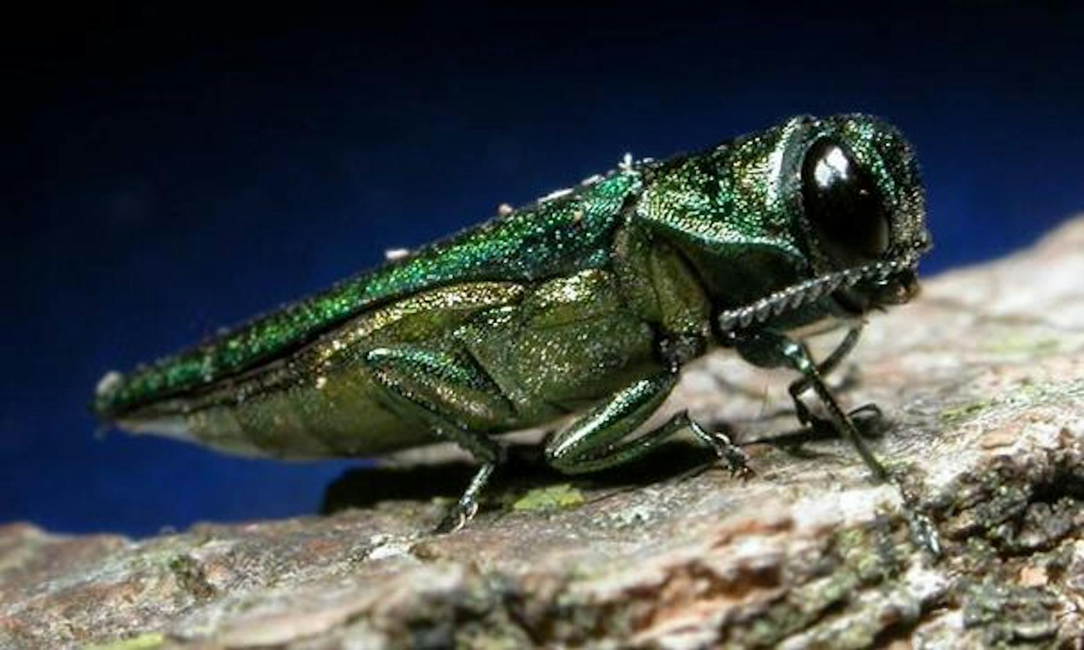 Emerald ash borer.