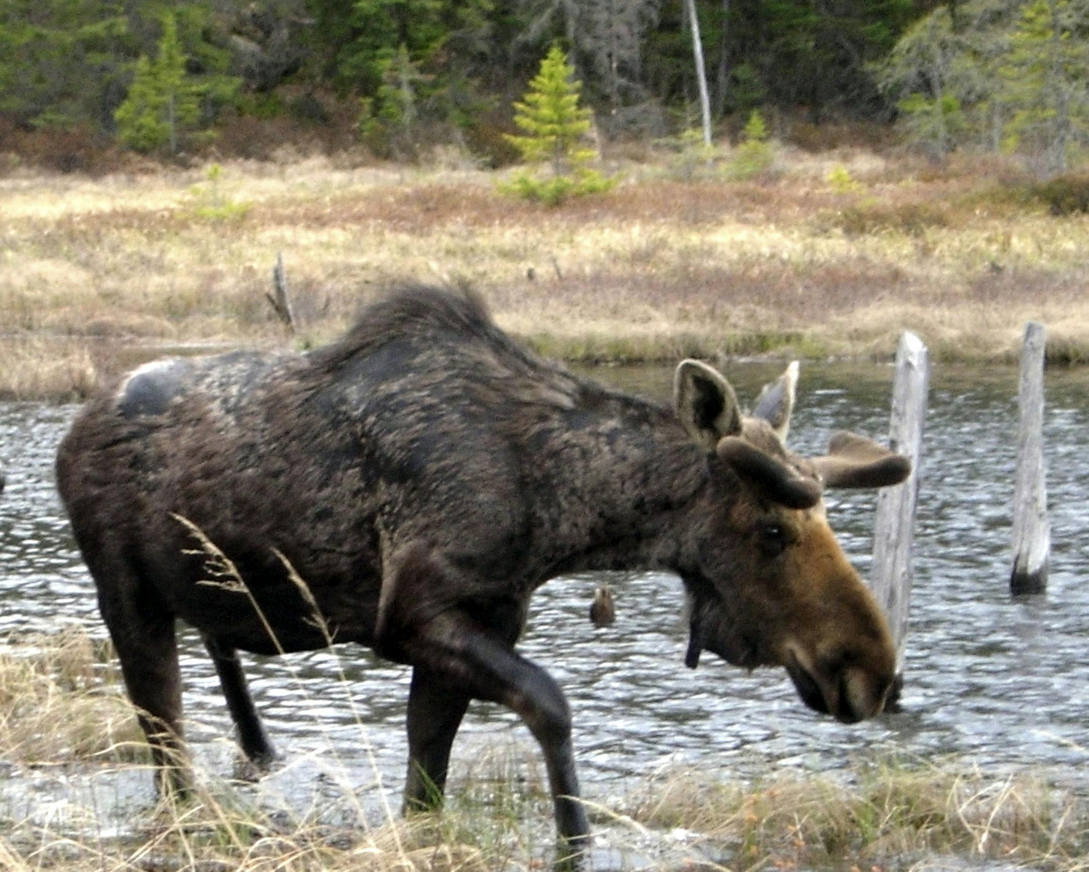Worried that Minnesota's iconic North Woods moose population could be doomed, the state Department of Natural Resources is proposing an end to recreational deer feeding in northeast Minnesota and the possible closure of moose hunting.