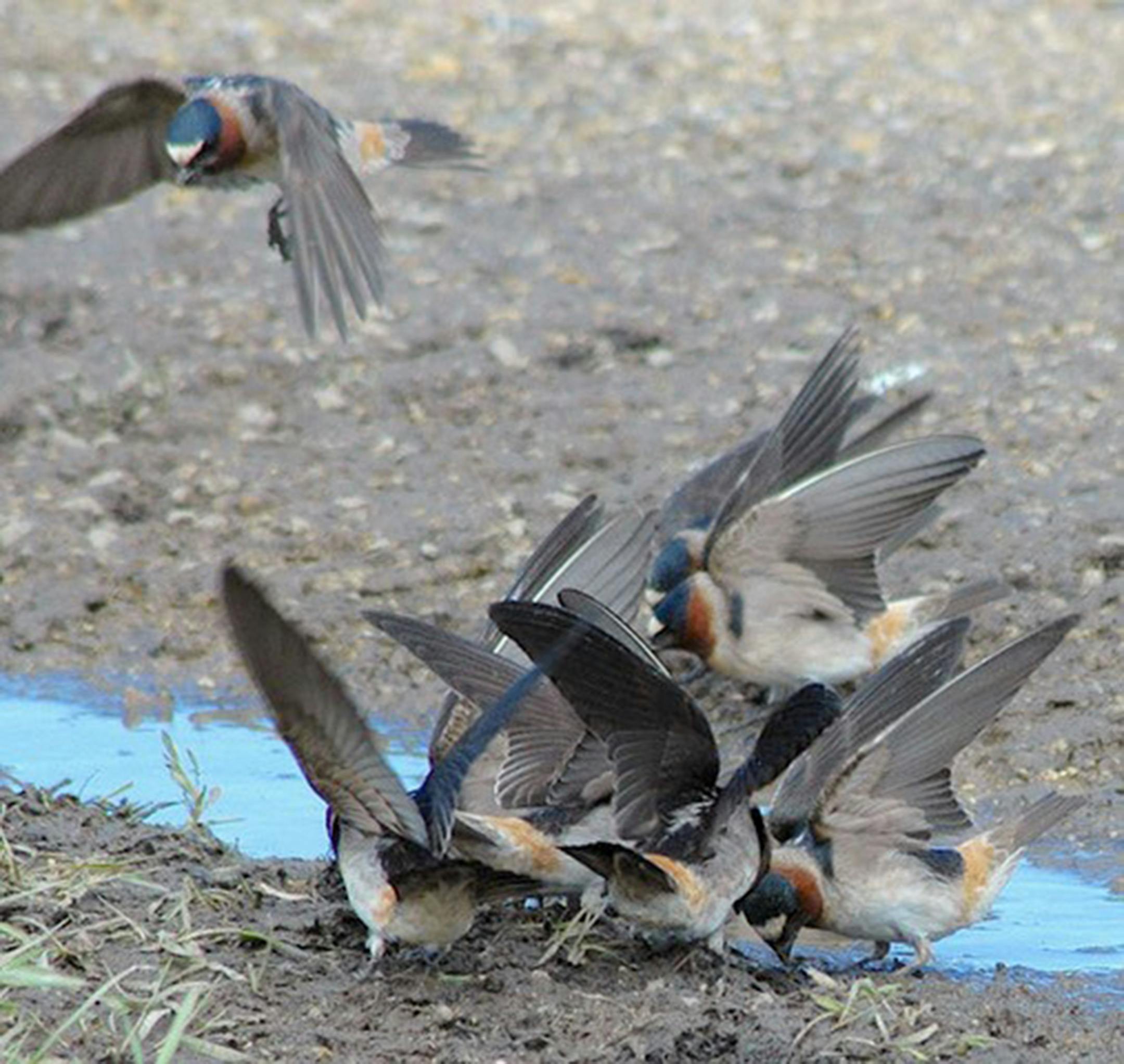 Five cliff swallows cluster together at a mud hole while another flies away.