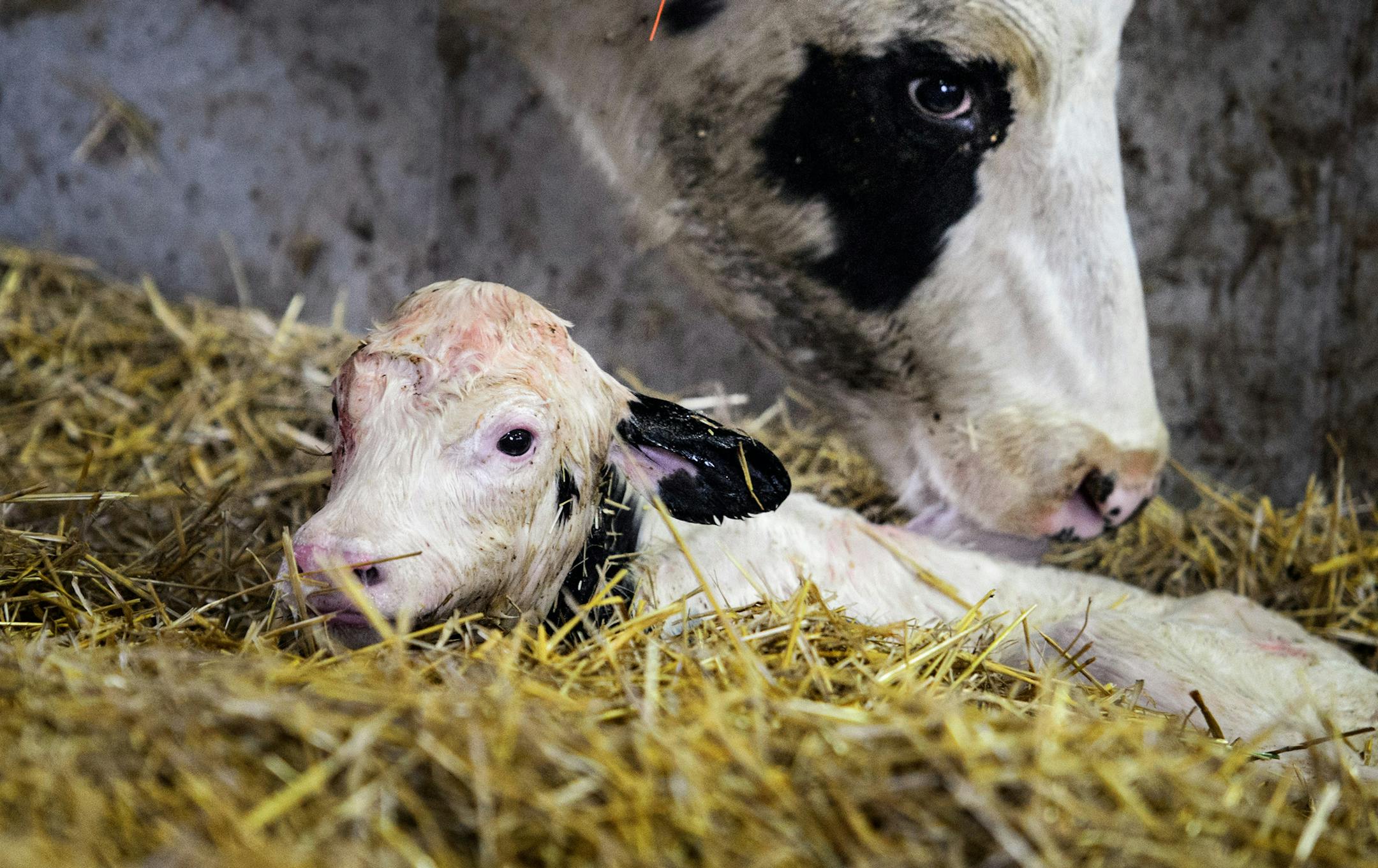 A cow cleans her newly born calf on Pat Luneman's dairy farm. ] GLEN STUBBE * gstubbe@startribune.com Tuesday, December 23, 2014 Pat Lunemann is president of the Minnesota Milk Producers Association and owns over 700 cows in his dairy operation in Clarissa, Minnesota.