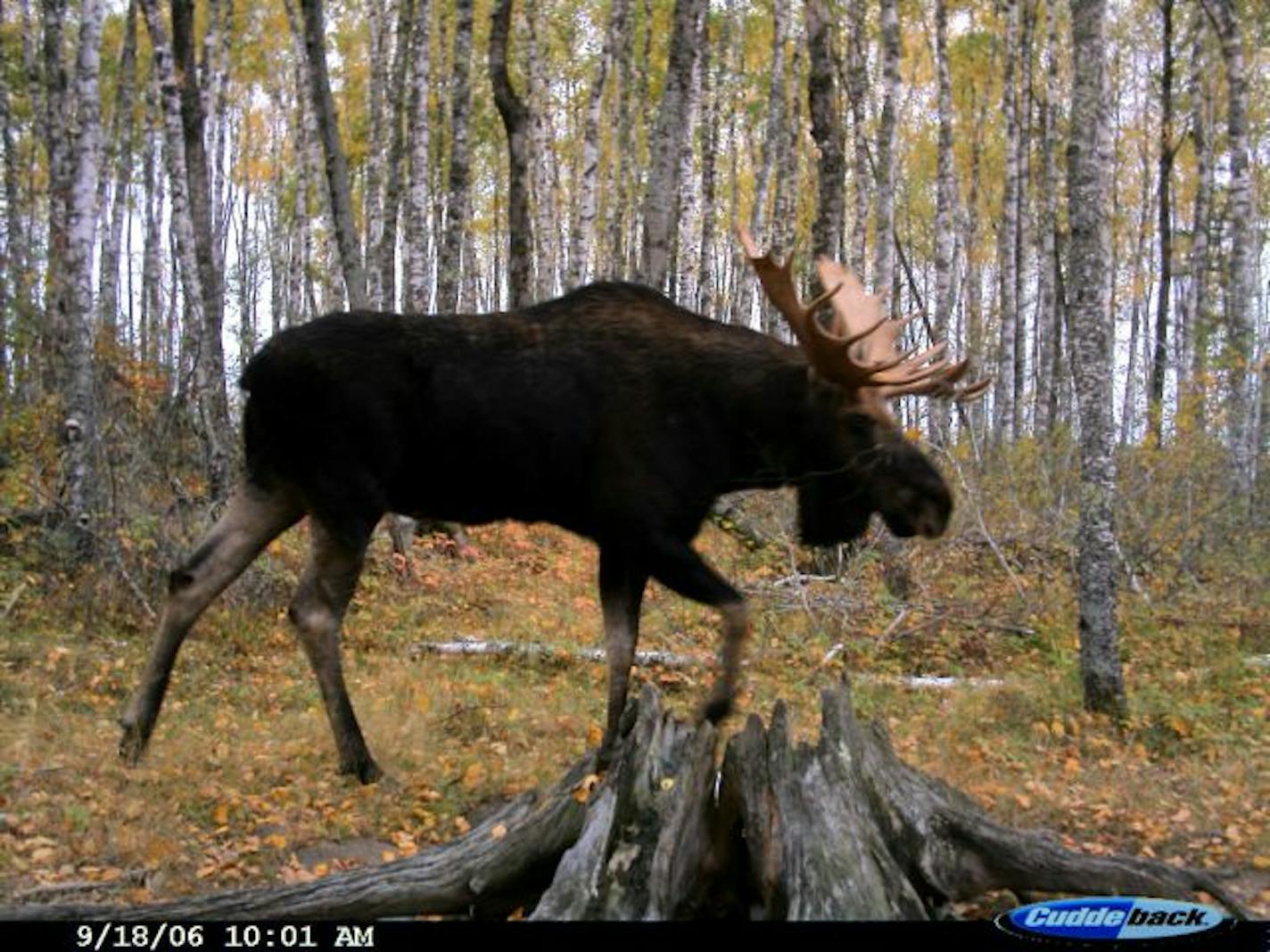 You never know what your going to get on your trail camera. This bull moose took a stroll by in mid September.