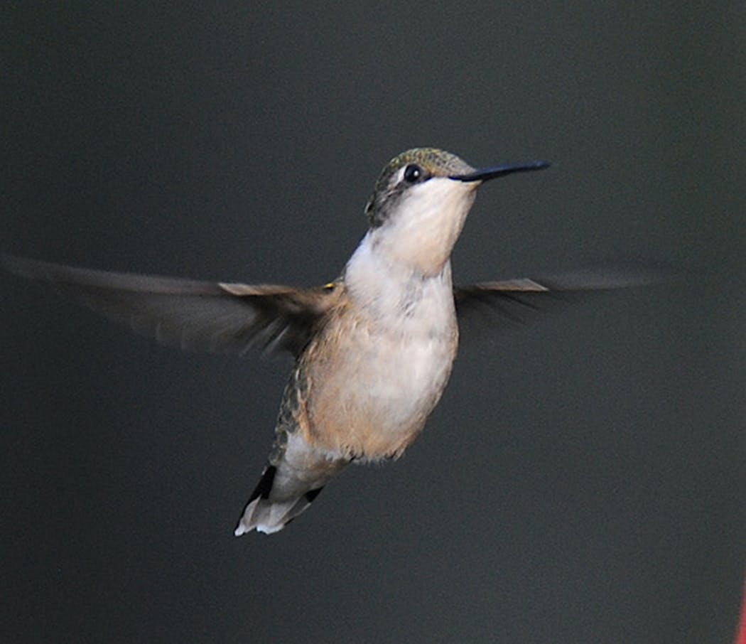 Ruby-throated hummingbirds have been reported late in the fall.