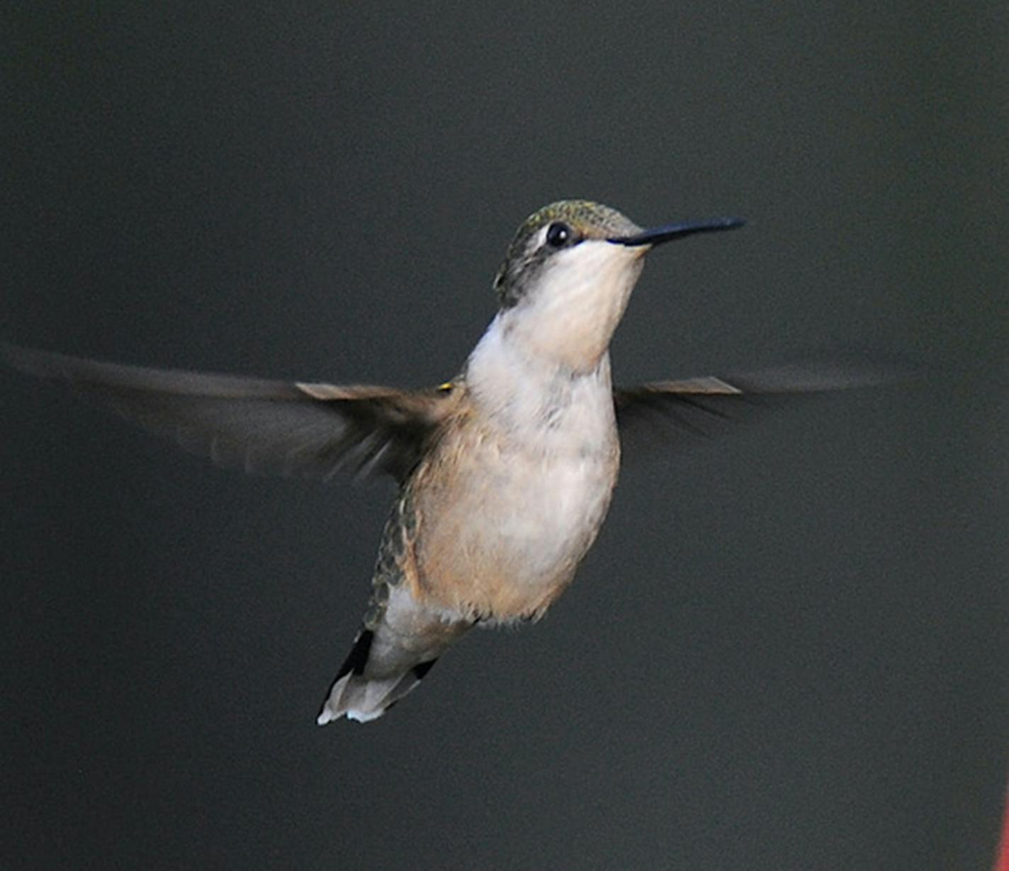 Ruby-throated hummingbirds have been reported late in the fall.Photo by Jim Williams